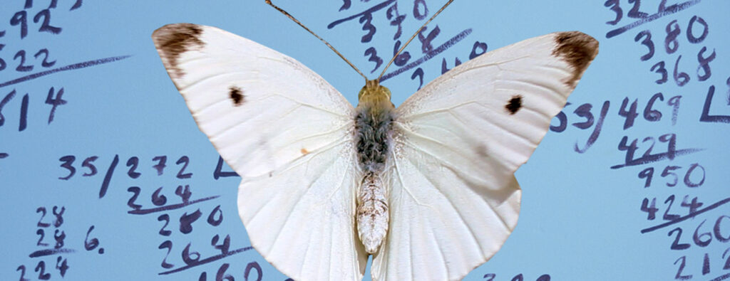 hero section butterfly