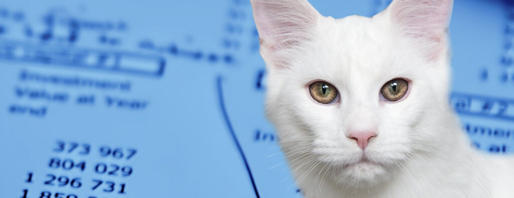 hero section maine coon